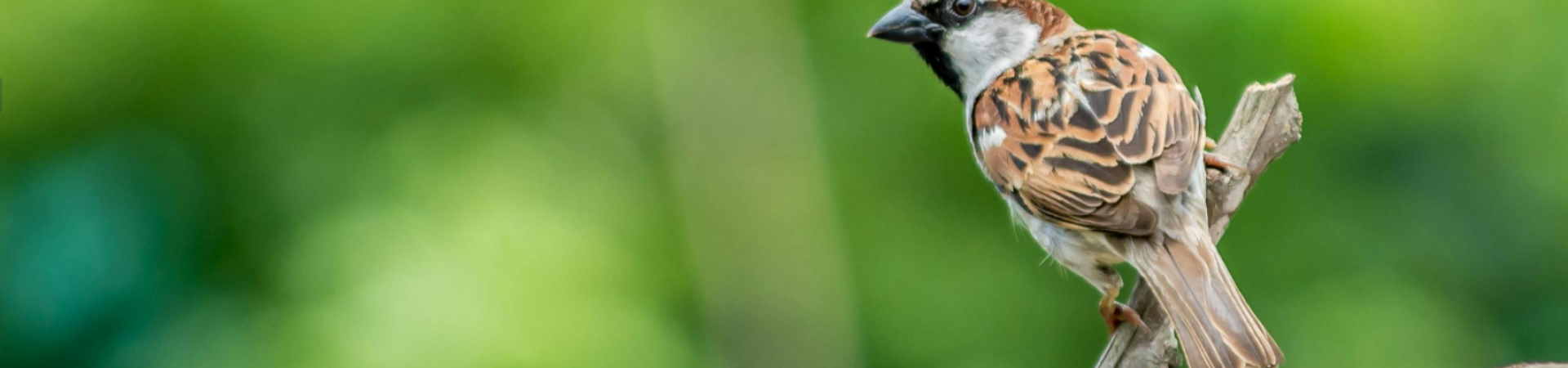 responsibility of eco packaging